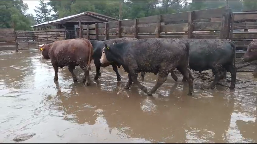 Lote 20 Novillo Gordo en Los Ángeles, VIII Región Biobío