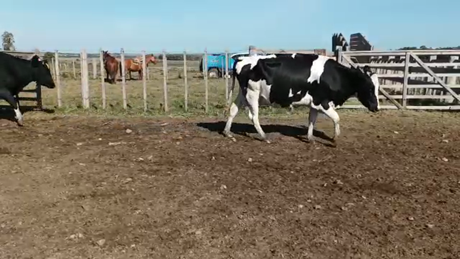 Lote 6 Piezas de cría HOLANDO a remate en 4to remate ENTRE MARTILLOS, San José