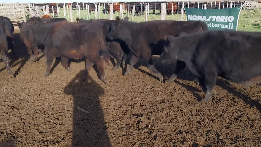 Lote 50 Terneros en Coronel Suarez