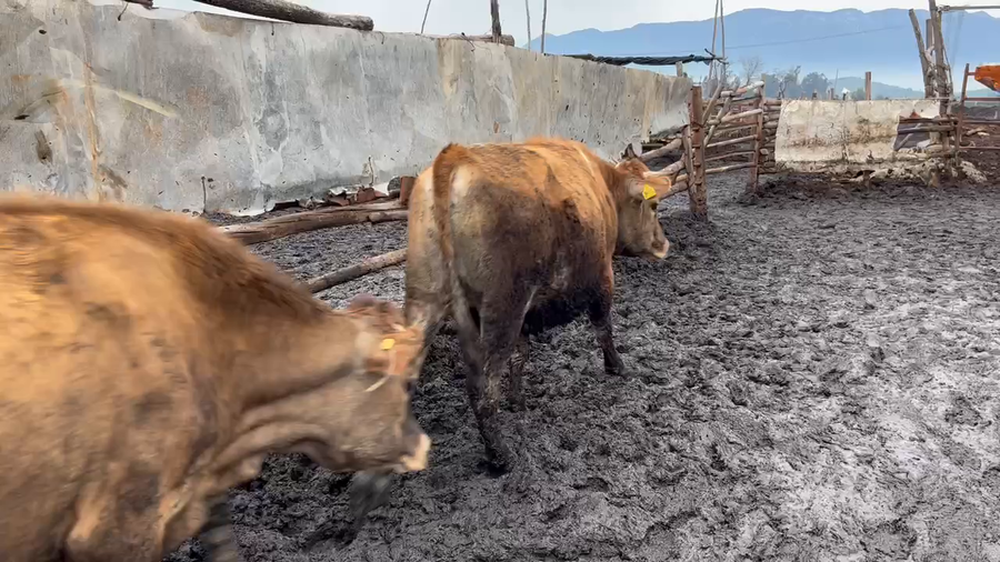 Lote 17 Novillo Gordo en Mostazal, VI Región O'Higgins