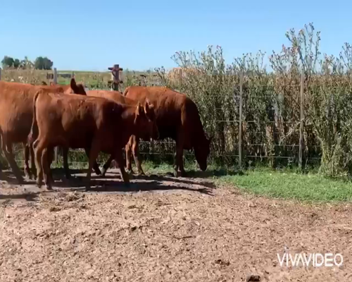 Lote 50 Vaquillonas en Dolores, Buenos Aires
