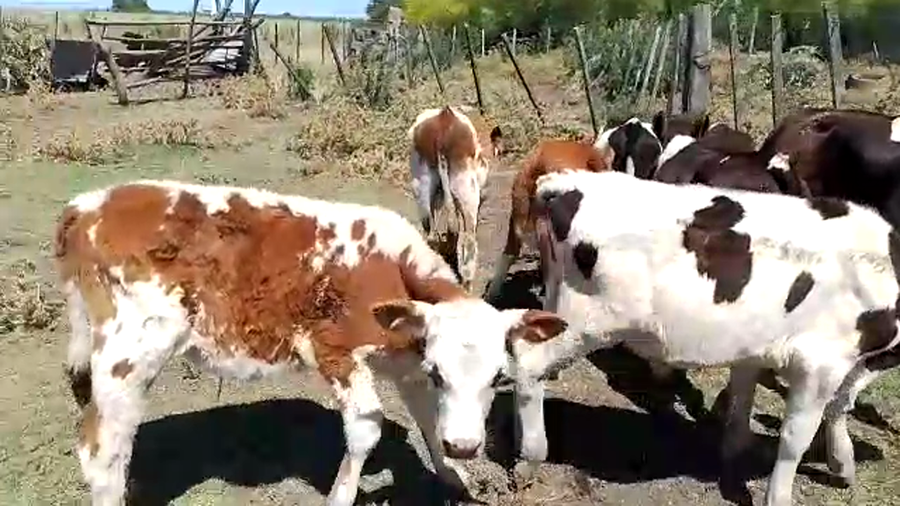 Lote 9 Terneros