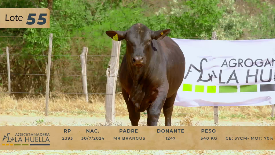 Lote LOTE 55