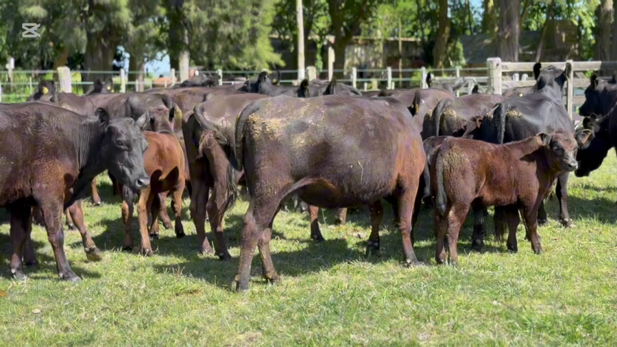 Lote 50 AL CTE USADAS