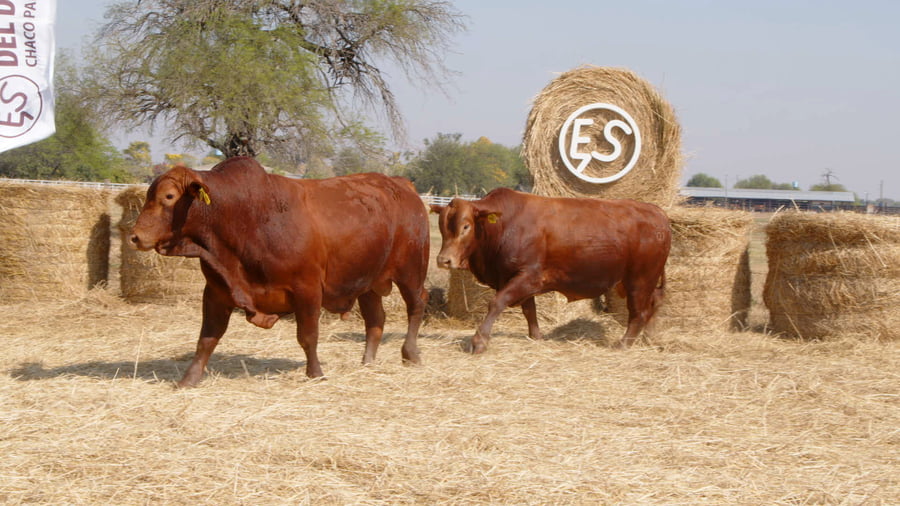 Lote TOROS