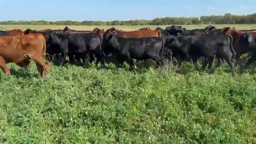 Lote 240 Terneros