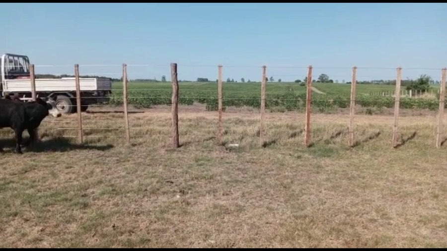 Lote Terneros Angus Sin Destetar