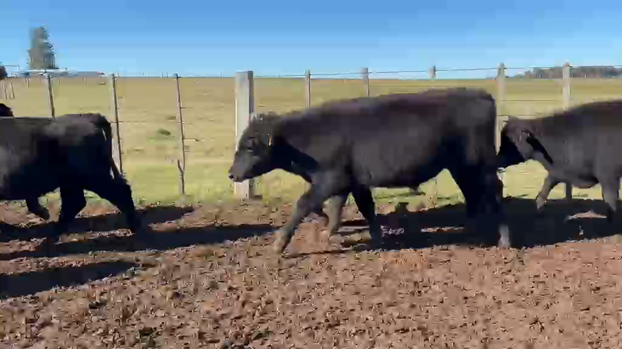 Lote 37 Novillos a remate en Feria General - Cardozo Negocios Rurales 284kg - , Rivera