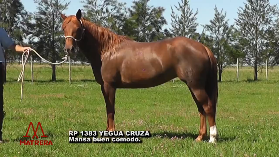 Lote MATRE PEPPY GASOLERA