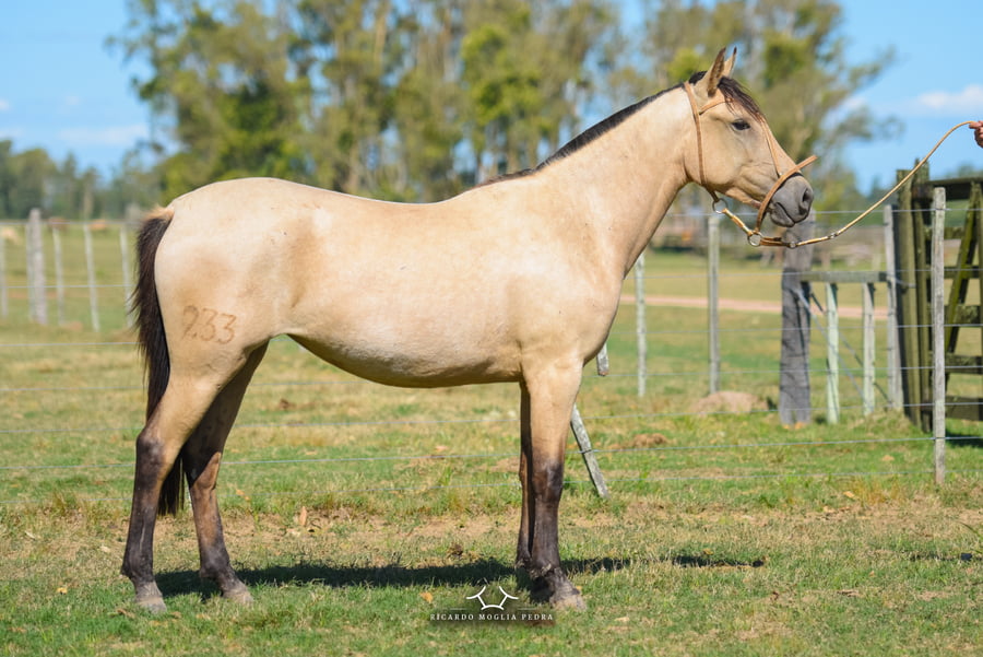 Lote RP 233 -  Jueza