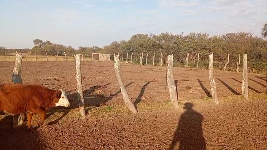 Lote 85 Terneras en Corrientes, Sauce