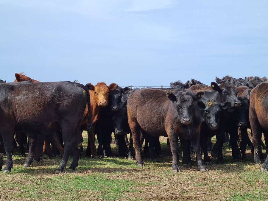 Lote 32 Vaquillonas preñadas en Gral. Lamadrid, Buenos Aires