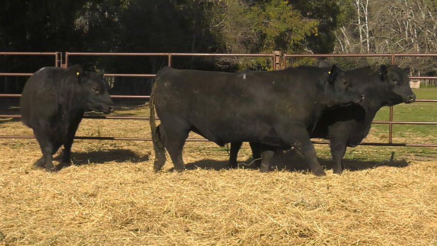 Lote TOROS PUROS DE PEDIGREE