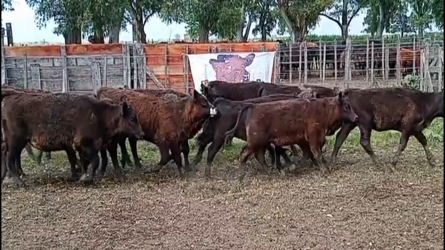 Lote 15 Terneras