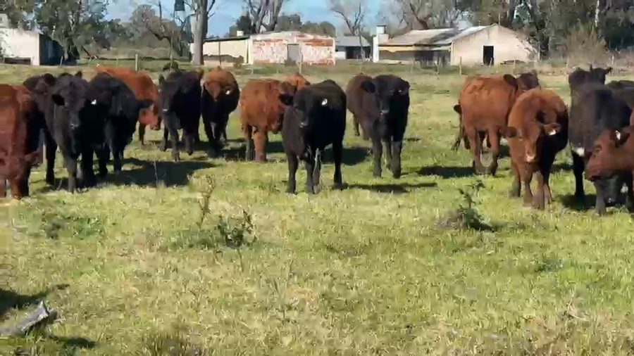 Lote 73 Terneras