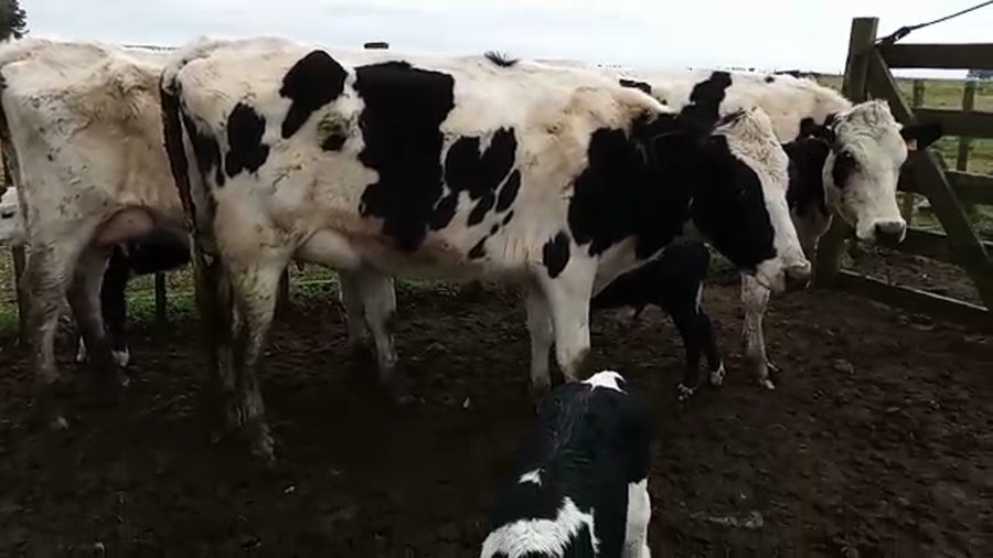 Lote 6 Piezas de cría HOLANDO a remate en PANTALLA CAMY, San José