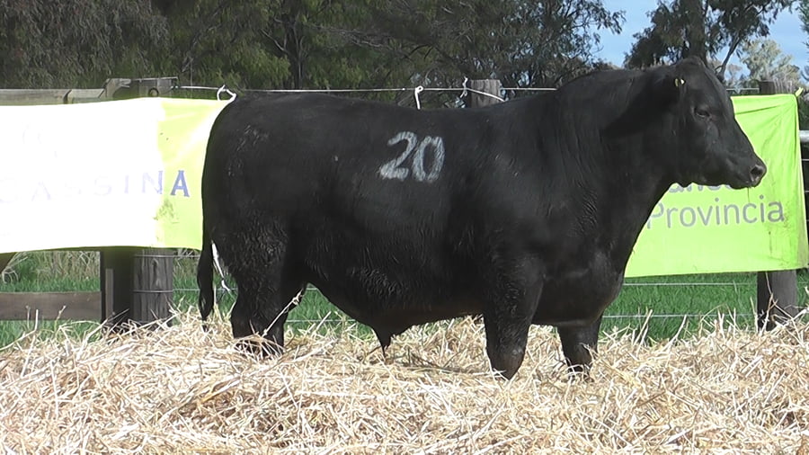 Lote TOROS ANGUS PUROS CONTROLADOS