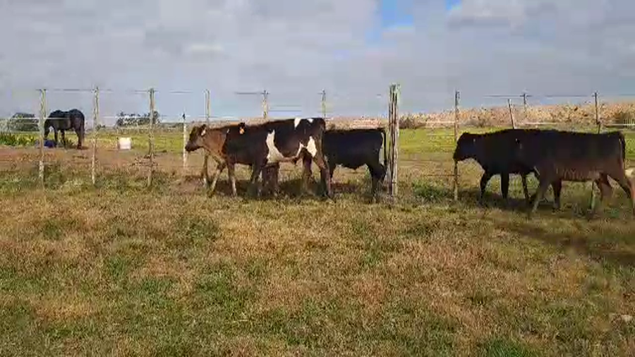 Lote 26 Terneros