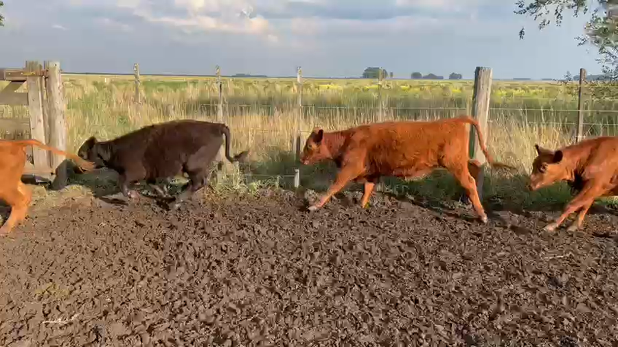 Lote 64 Terneros/as en Benito Juárez, Buenos Aires