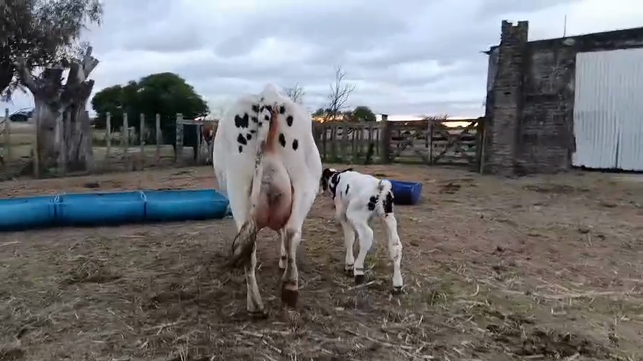 Lote 2 Piezas de cría a remate en Pantalla Especial de Otoño, San José