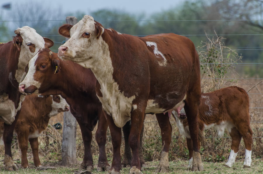 Lote Corral 52 - CABAÑA MILENA