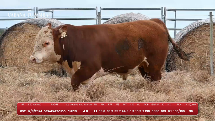 Lote Mochos