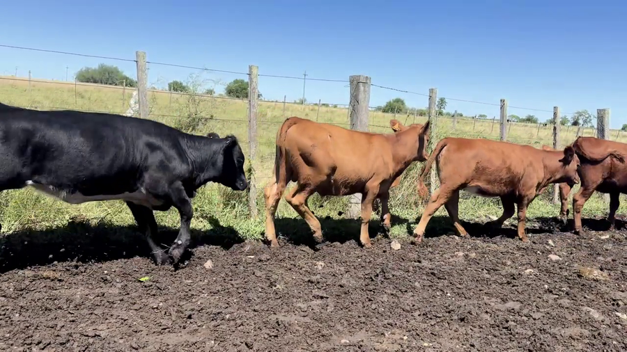 Lote TERNEROS Y TERNERAS