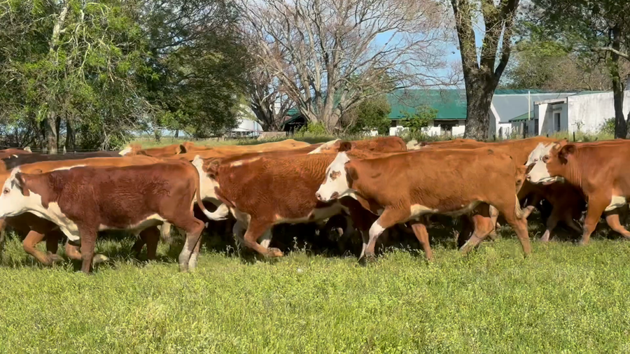 Lote 200 Novillitos en Corrientes, Mercedes