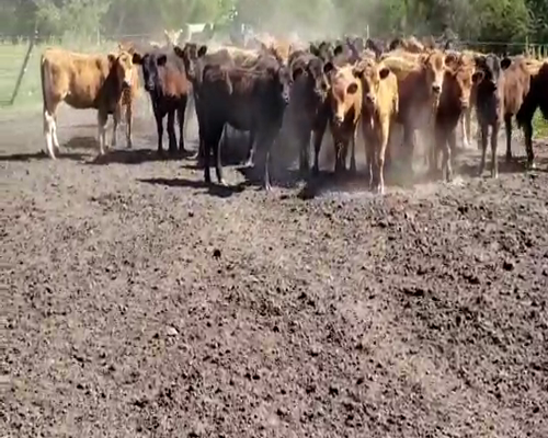 Lote 50 Terneras en Villaguay, Entre Ríos