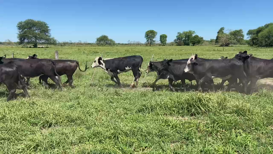 Lote 90 Terneras en Pirané, Formosa