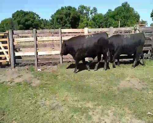 Lote 3 TORO PI en Melo, Cerro Largo