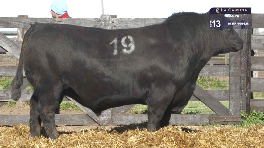 Lote TOROS ANGUS PURO CONTROLADO