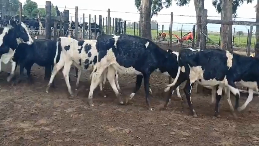 Lote (Vendido)9 Terneras HO a remate en #45 Pantalla Carmelo  150kg -  en Colonia Alonso Montaño