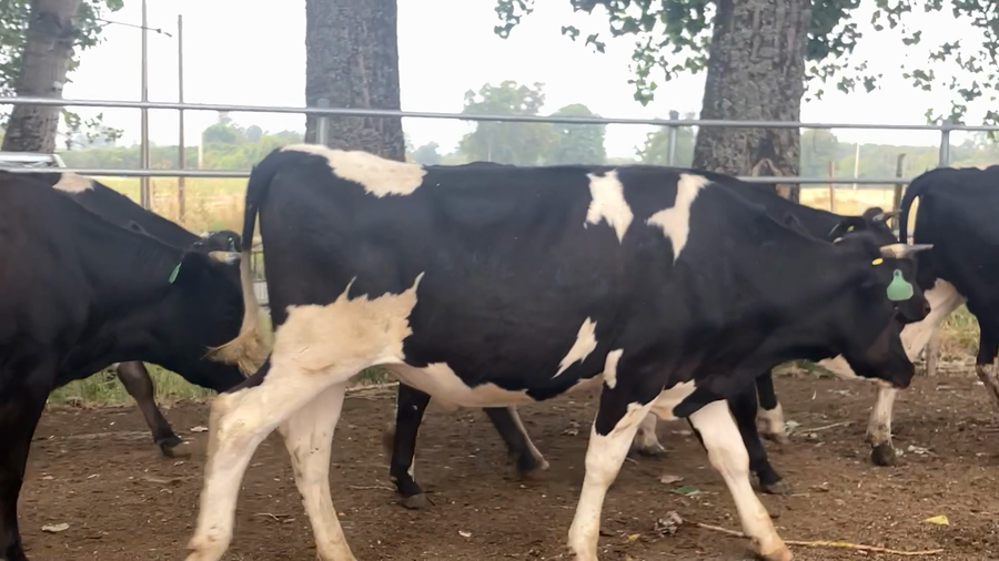 Imagen 2 del Lote Lote 45 Novillo Gordo en Río Bueno, XIV Región Los Ríos