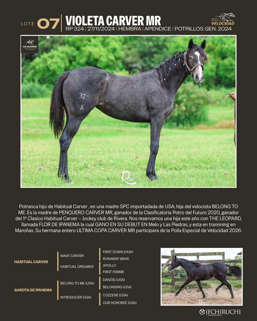 Lote VIOLETA CARVER MR