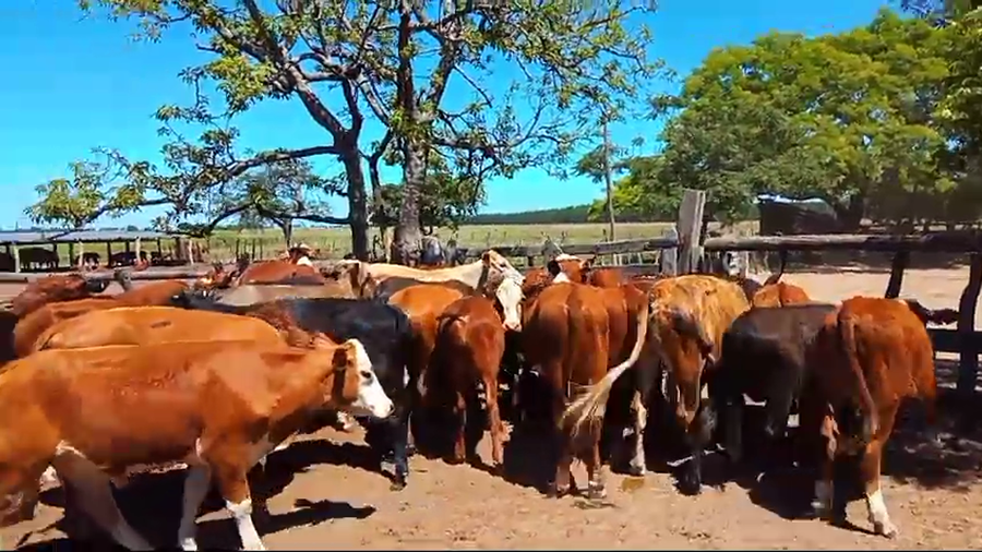 Lote 34 Novillitos
