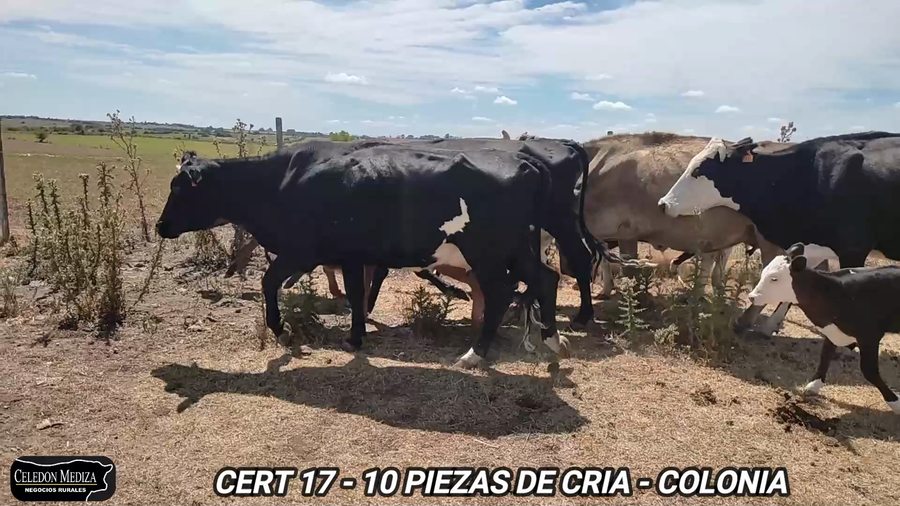 Lote 10 Piezas de cría en Colonia