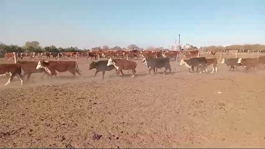 Lote 100 Terneros/as Braford y sus cruzas en Cululú, Santa Fe