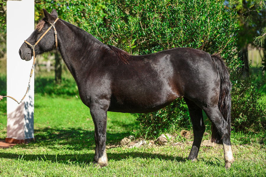 Lote CATANDUVA PROSA