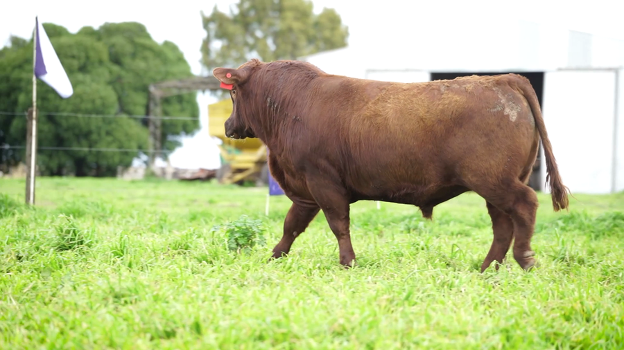 Lote Toros PC Colorado