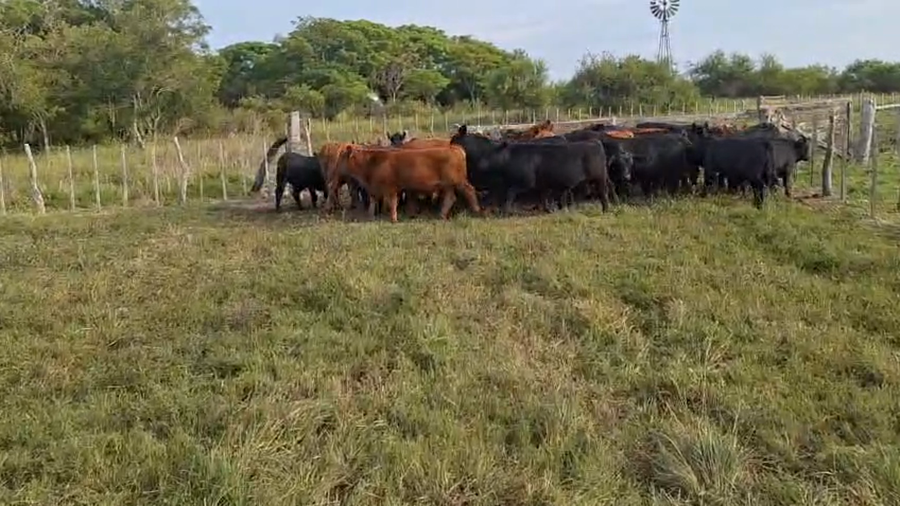 Lote 100 Terneros EN ENTRE RIOS