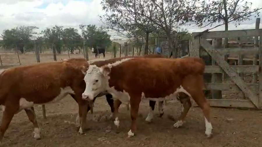 Lote 20 Vaquillonas Hereford