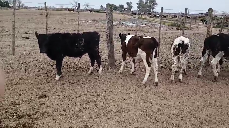 Lote 31 Terneros Holando Argentino en Lehmann, Santa Fe