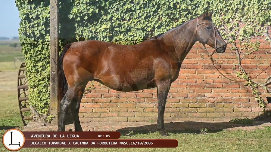 Lote AVENTURA DE LA LEGUA