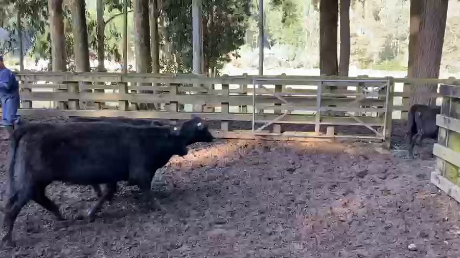 Lote 78 Ternera en Toltén, IX Región Araucanía