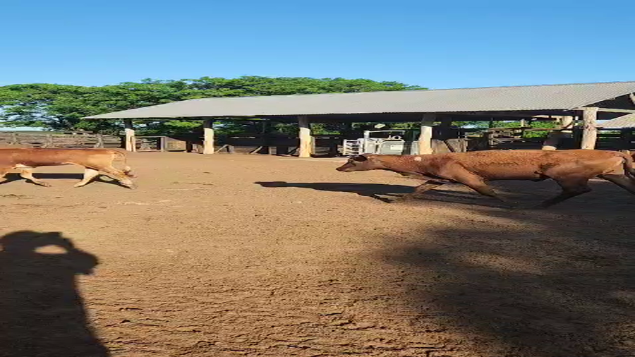 Lote 134 Vaquillonas