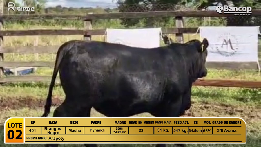 Lote Toros Brangus Negro a remate en Viernes 30 de mayo- Remates PDC, Paraguarí