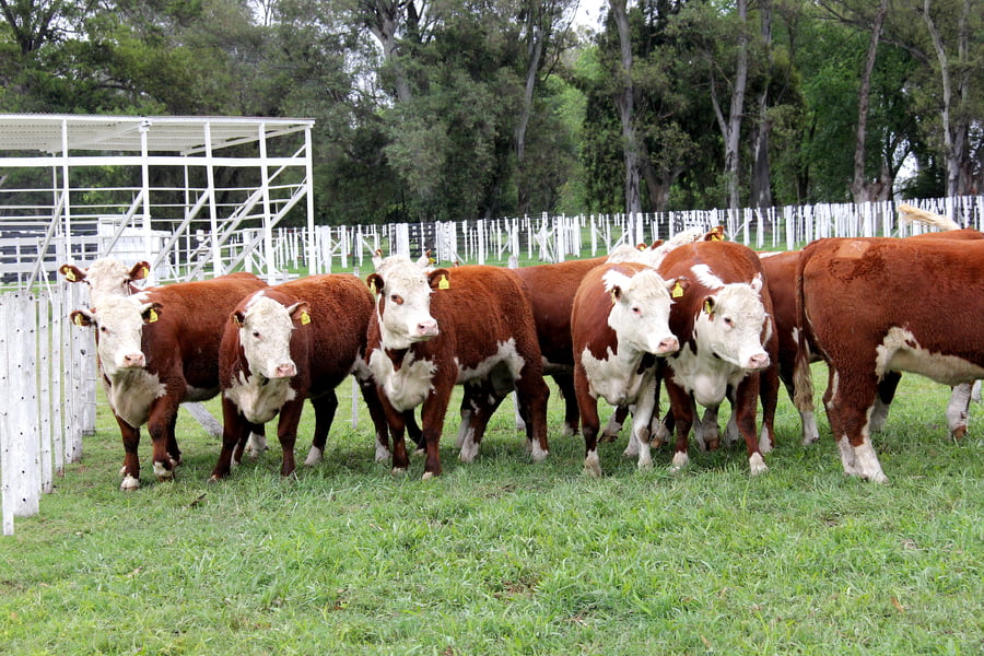 Lote VAQUILLONAS PREÑADAS PR POLLED HEREFORD -PARICION OTOÑO 2022-