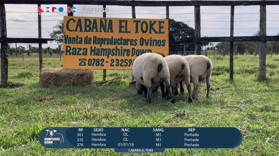 Lote LOTE 46 - CAMPO