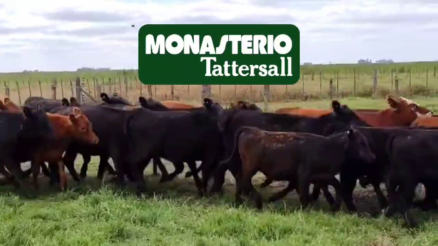 Lote 61 Terneras en Azul, Buenos Aires